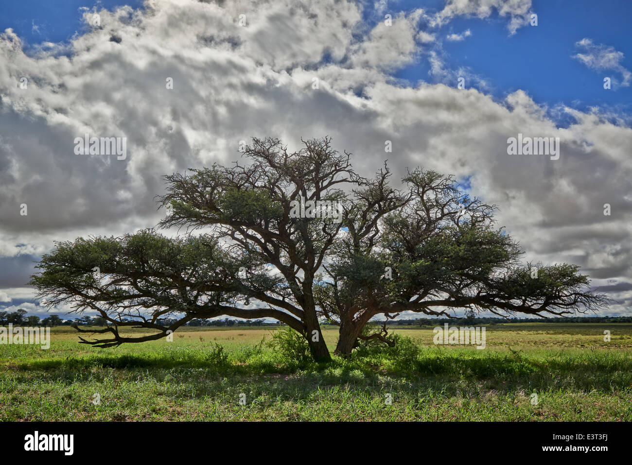 Paysage avec acacia sous forte nuages dans Kgalagadi Transfrontier Park, Kalahari, Afrique du Sud, Botswana, Africa Banque D'Images