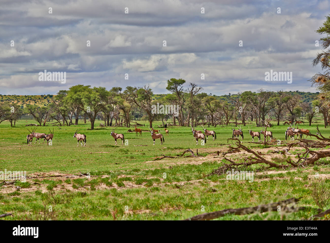 Paysage avec arbres d'acacia et les antilopes en semi désert du Kgalagadi Transfrontier Park, Kalahari, Botswana, Afrique du Sud Banque D'Images