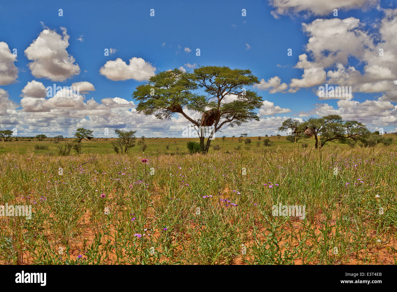 Paysage avec arbres d'acacia dans Kgalagadi Transfrontier Park, Kalahari, Afrique du Sud, Botswana, Africa Banque D'Images