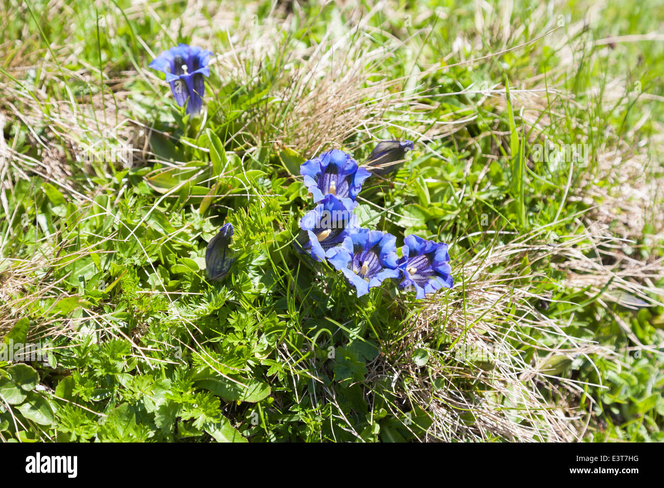 Gentiana acaulis (bleu jolie gentiane acaule) croissant dans l'Oberland Bernois, Suisse Banque D'Images