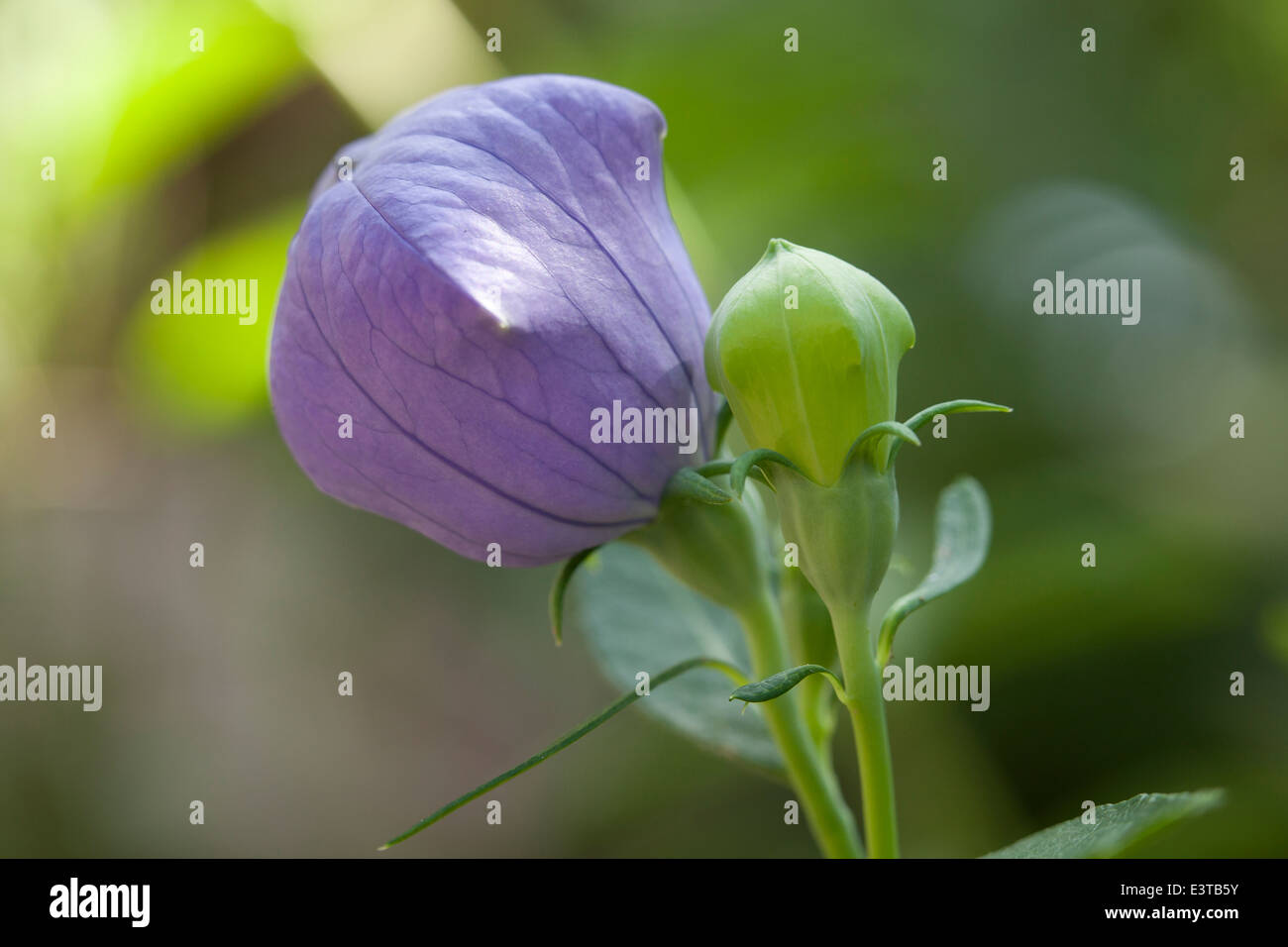 Balloon Flower plant Lamium orvala Banque D'Images