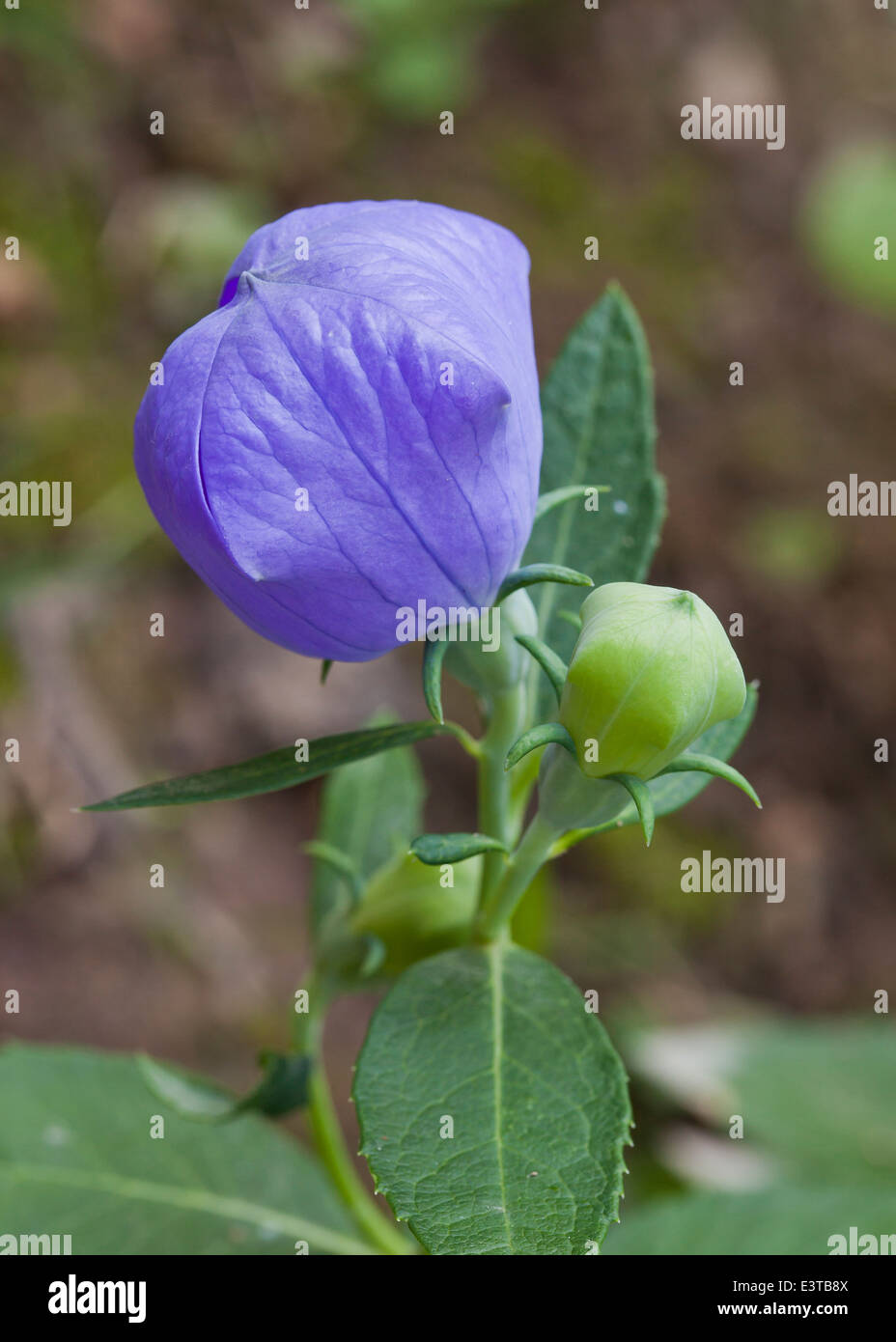 Balloon Flower plant Lamium orvala Banque D'Images
