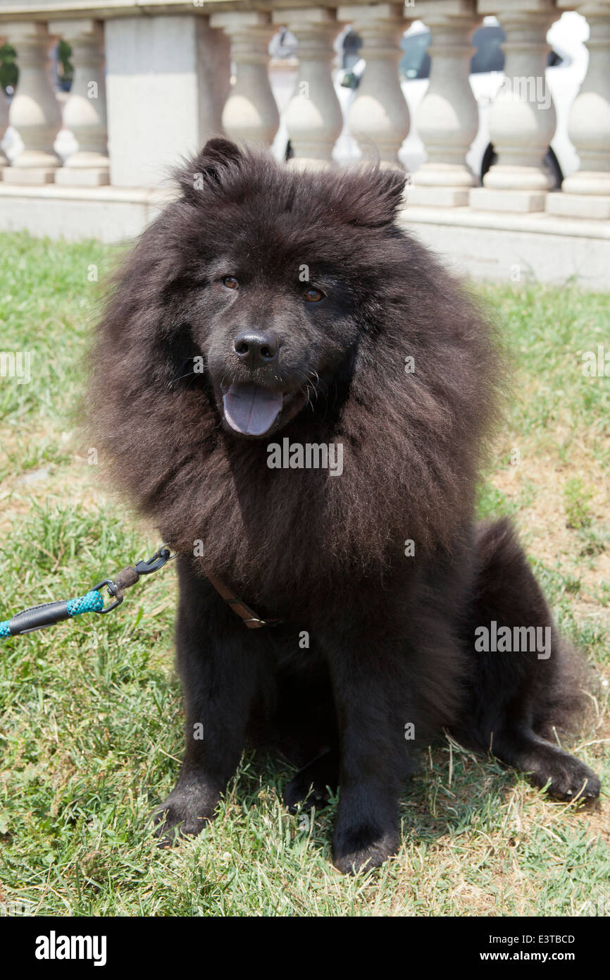 Robe marron foncé Chow Chow Banque D'Images