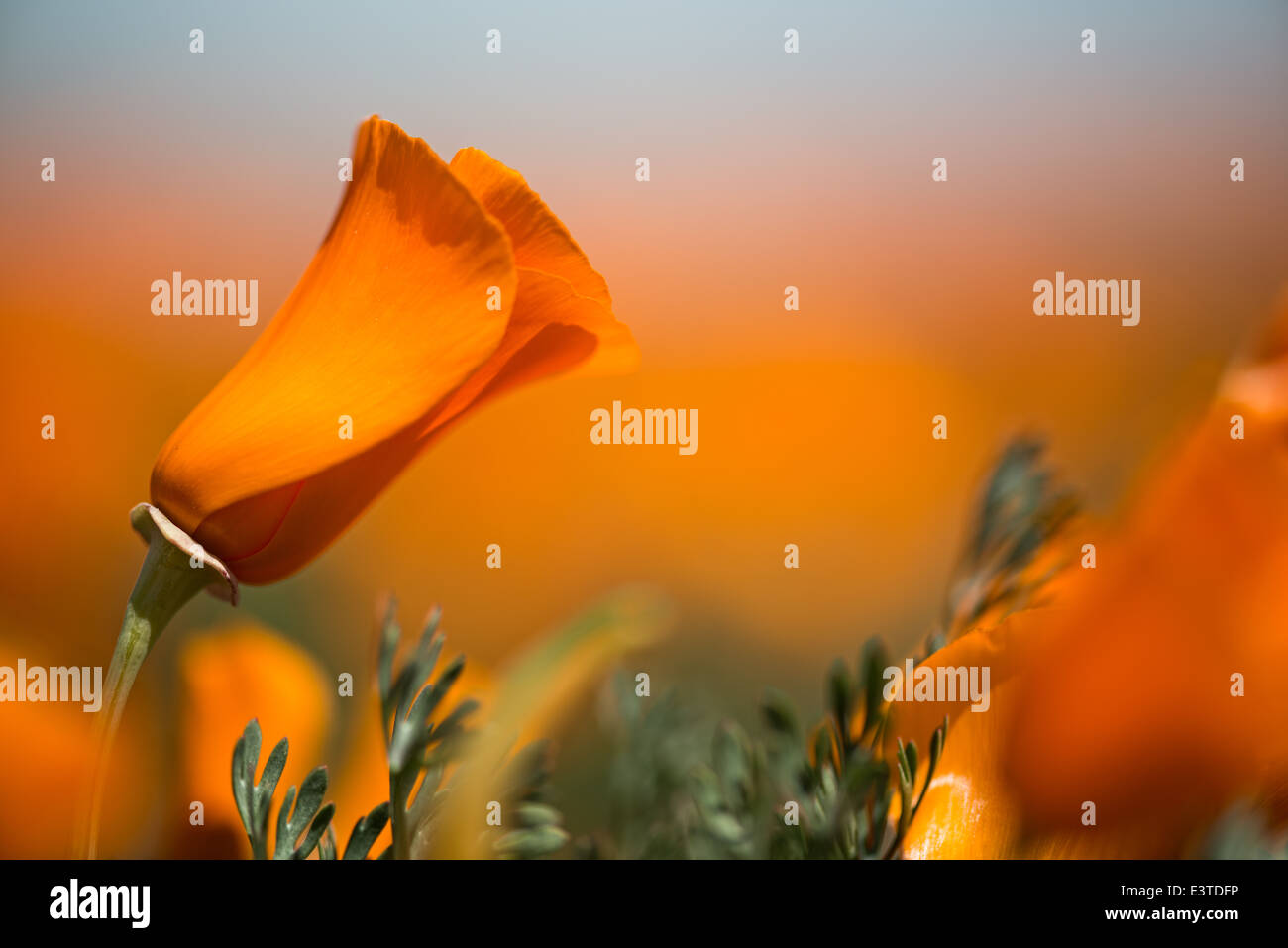 Californie golden poppies usher au printemps. Banque D'Images