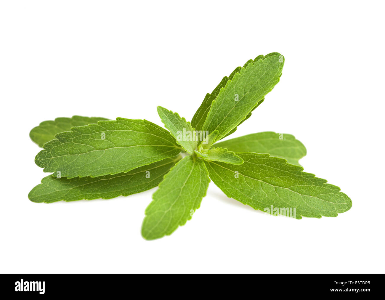 Stevia plante avec des feuilles isolées sur fond blanc Banque D'Images