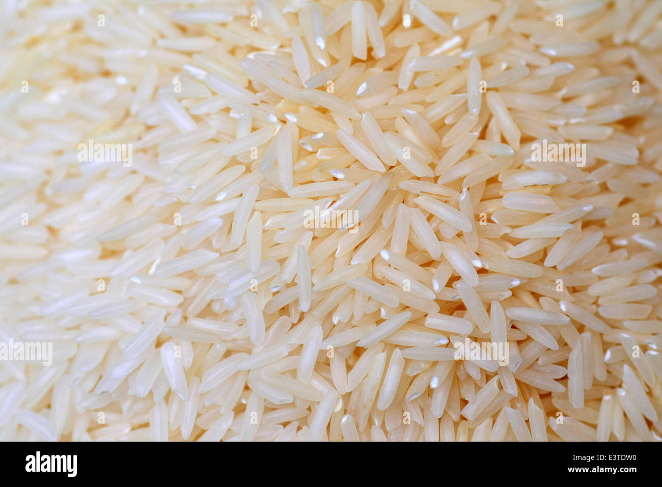 Oryza sativa Thaïlande riz avec fond blanc Banque D'Images