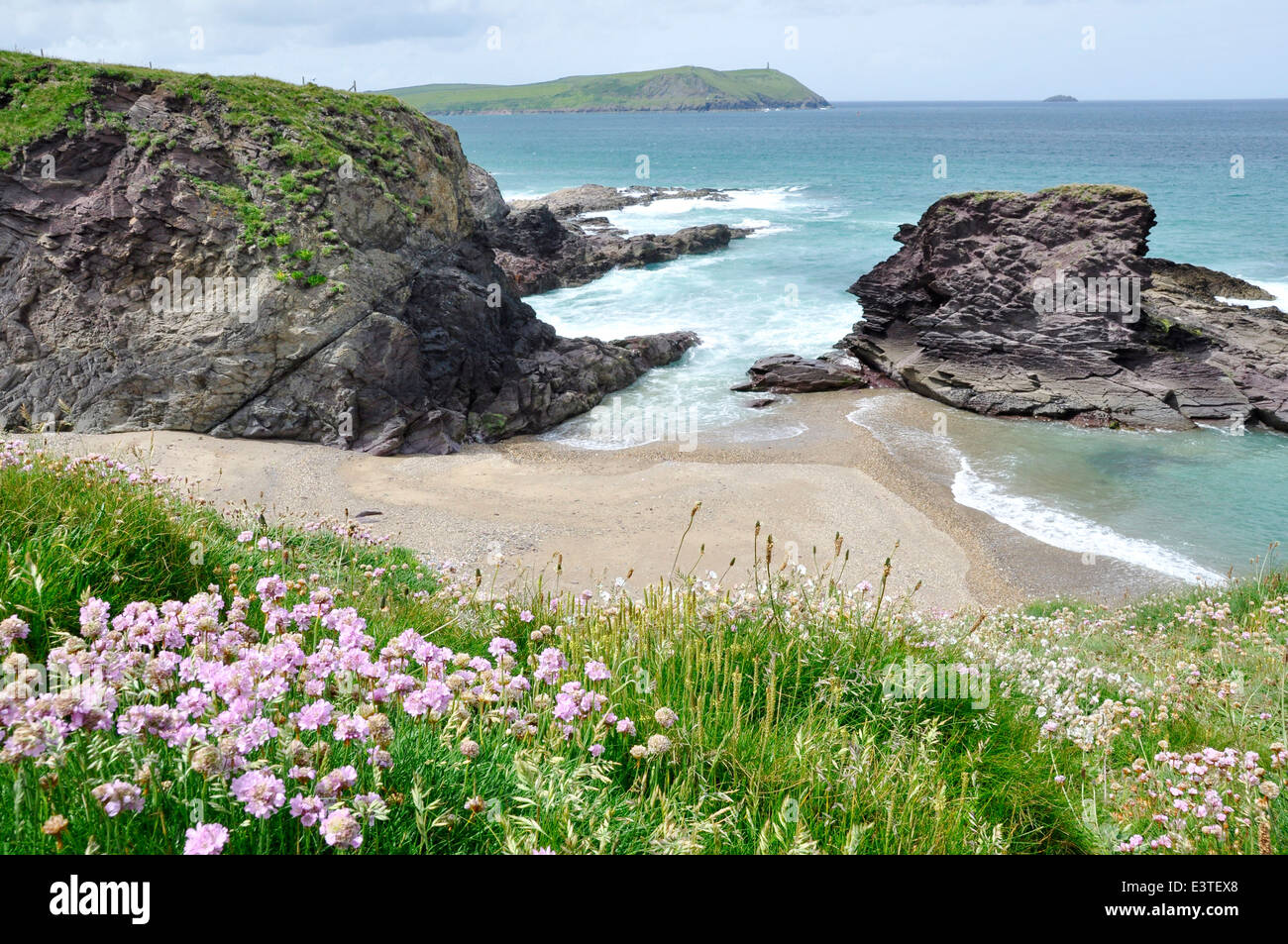 Cornwall - North Coast Path - Sea Thrift fleurs sauvages - falaise - vue sur mer - plage- cliffs - à Point pas-à-pas Banque D'Images