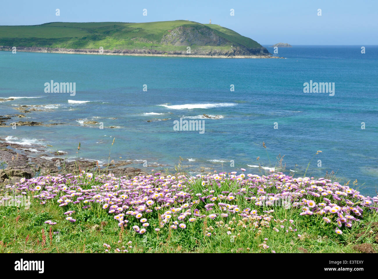 Cornwall - Chemin de la côte nord de l'Estuaire - Camel - Sea Thrift fleurs sauvages - falaise - voir à la lumière du soleil d'été - Point de pas-à-pas Banque D'Images
