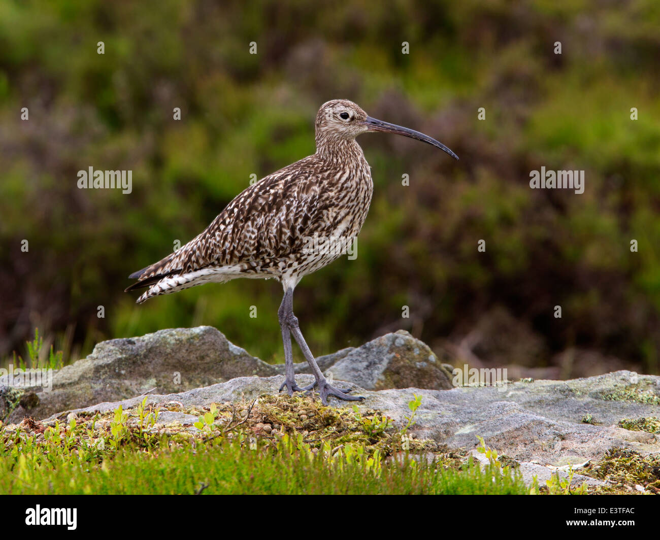 Courlis cendré perché sur la roche Banque D'Images