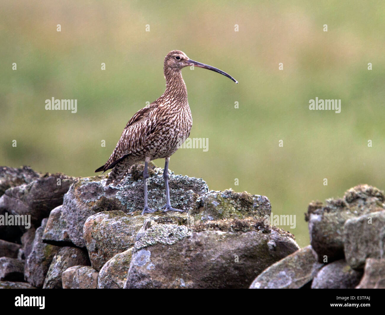 Courlis cendré perché sur un mur en pierre sèche Banque D'Images