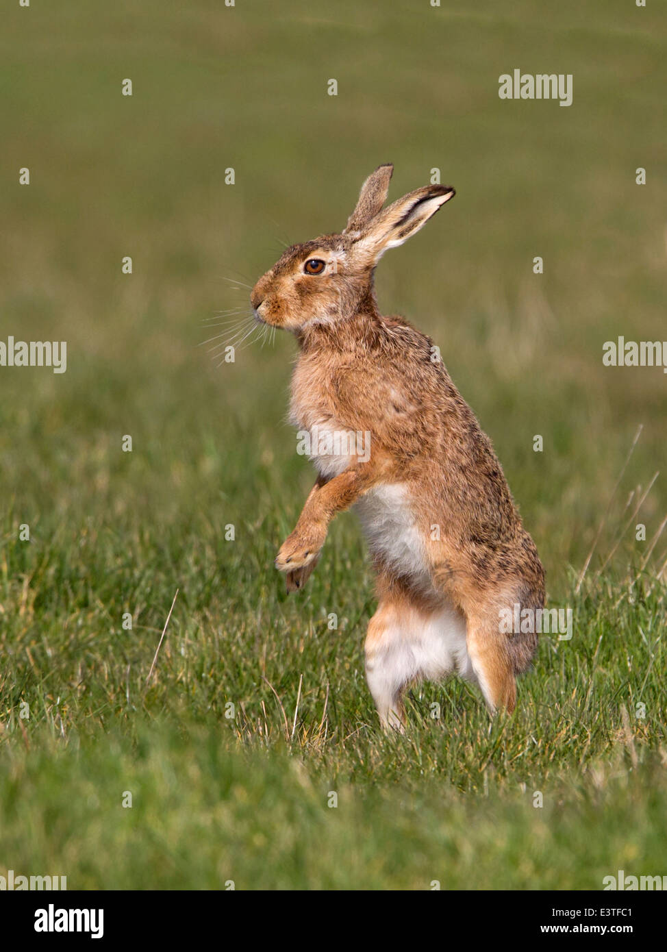 European brown hare debout Banque D'Images