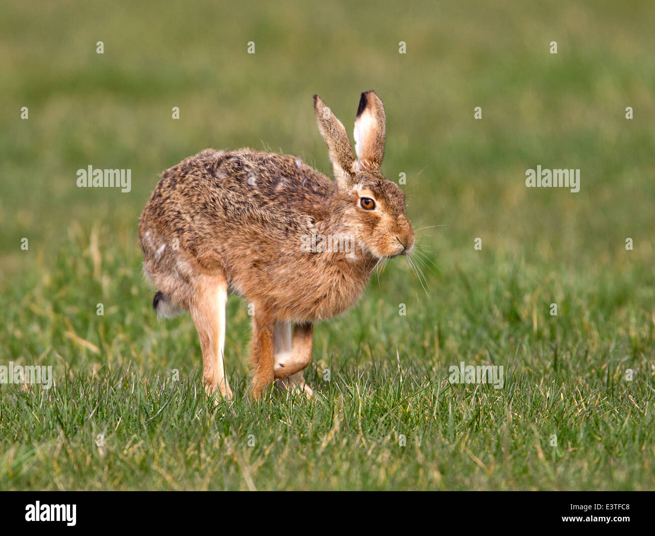 European brown hare prêt à exécuter Banque D'Images