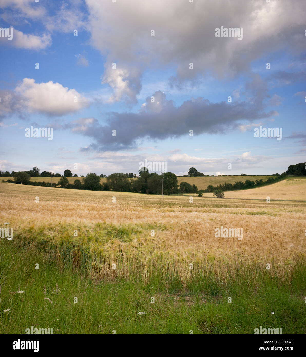 La maturation de l'orge dans un champ dans la campagne anglaise Banque D'Images