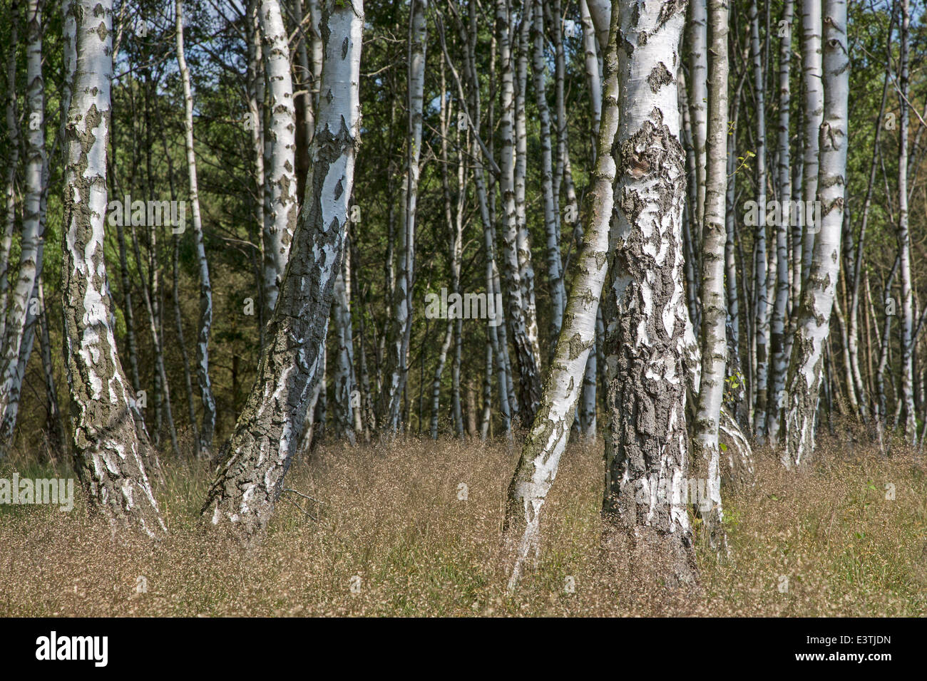 Forêt de bouleaux Betula / Banque D'Images