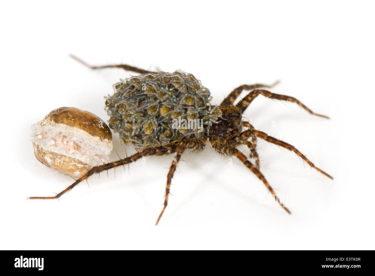Les araignées (Pardosa sp), partie de la famille Lycosidae. L'exercice de ses petits qui sortait à peine de l'eggsac vide. Banque D'Images