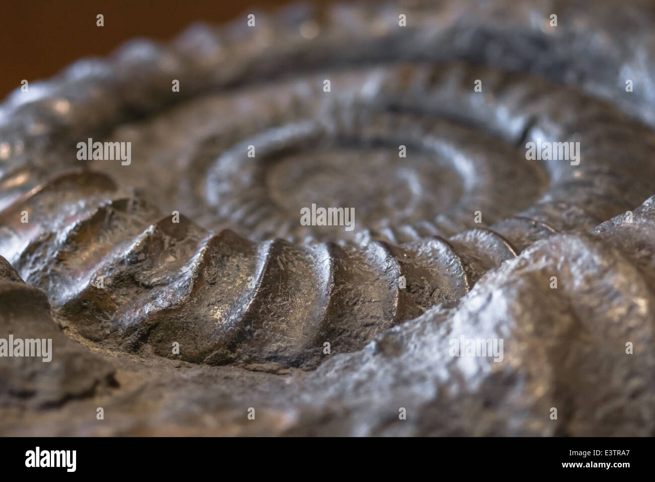 La surface brillante de l'ammonite. La forme est comme une bobine. Banque D'Images