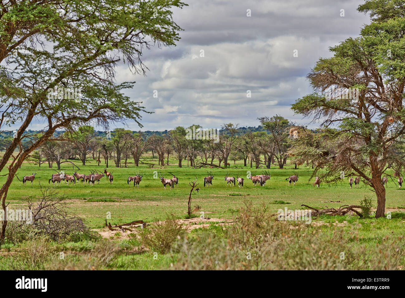 Paysage avec arbres d'acacia et les antilopes en semi désert du Kgalagadi Transfrontier Park, Kalahari, Botswana, Afrique du Sud Banque D'Images