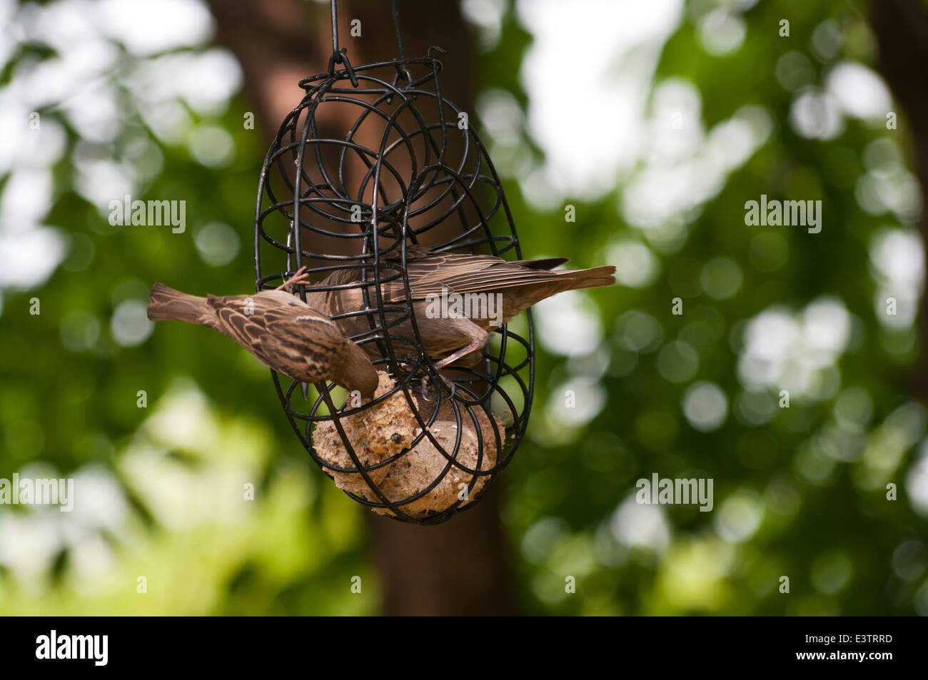 2 Juvenille Étourneaux se nourrissant de boules de graisse dans un jardin l'accent sur les oiseaux arrière Banque D'Images