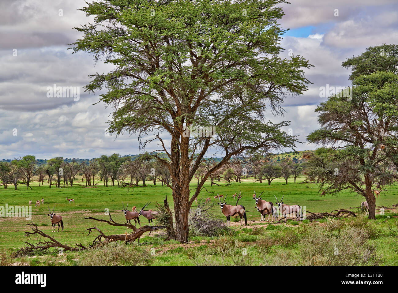 Paysage avec arbres d'acacia et les antilopes en semi désert du Kgalagadi Transfrontier Park, Kalahari, Botswana, Afrique du Sud Banque D'Images