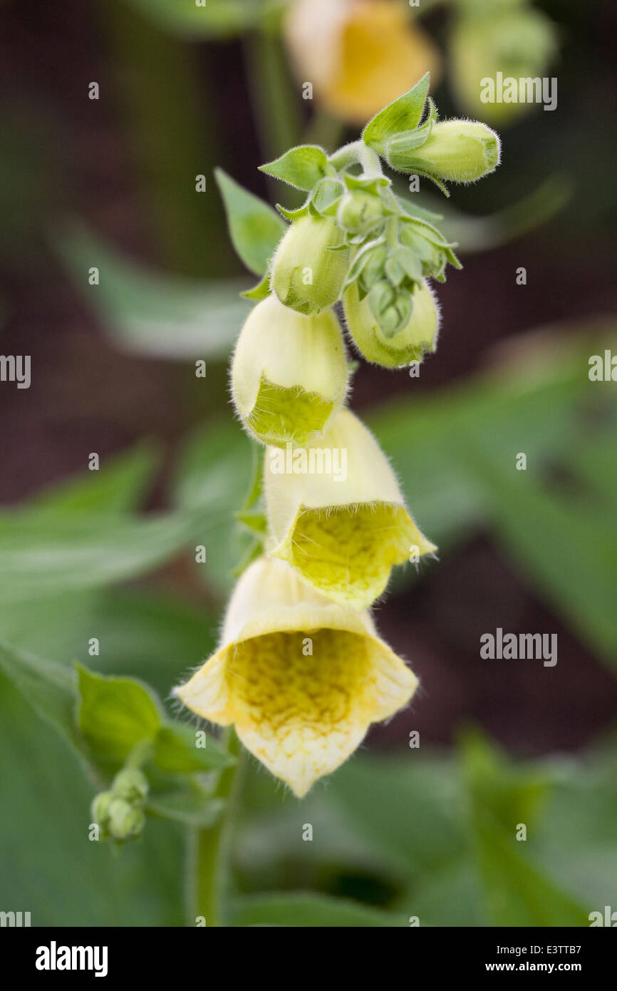 Digitales jaunes Banque de photographies et d’images à haute résolution
