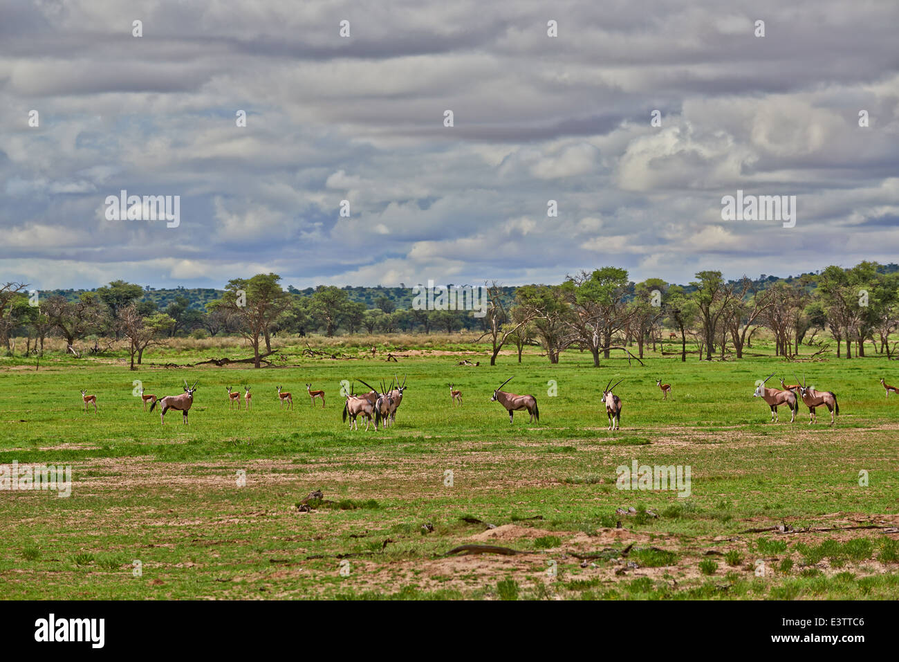 Paysage avec arbres d'acacia et les antilopes en semi désert du Kgalagadi Transfrontier Park, Kalahari, Botswana, Afrique du Sud Banque D'Images