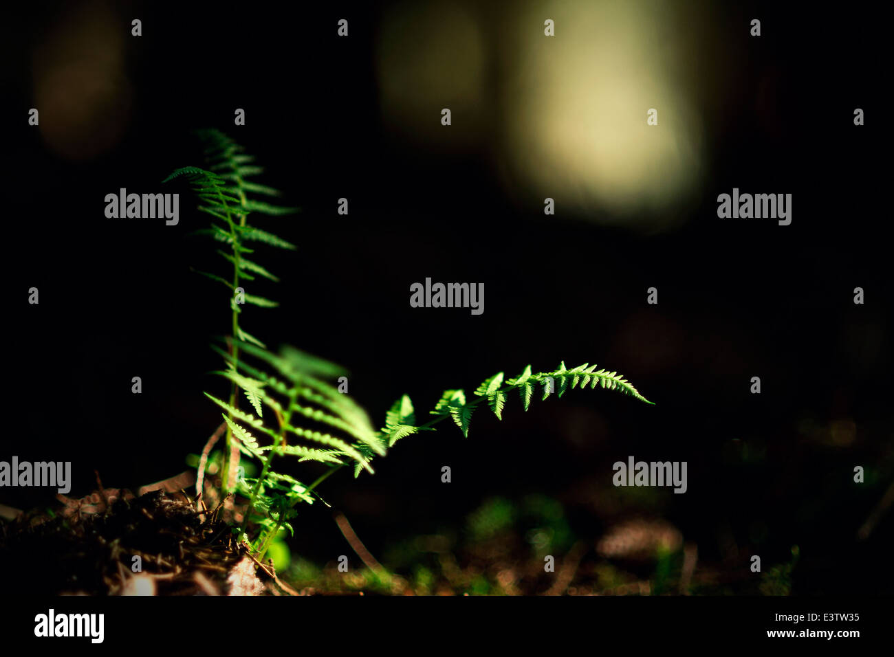 Le polypode sur la sombre forêt marbre Banque D'Images