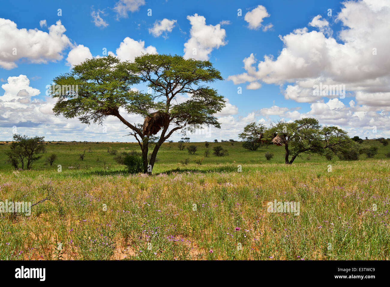 Paysage avec arbres d'acacia dans Kgalagadi Transfrontier Park, Kalahari, Afrique du Sud, Botswana, Africa Banque D'Images