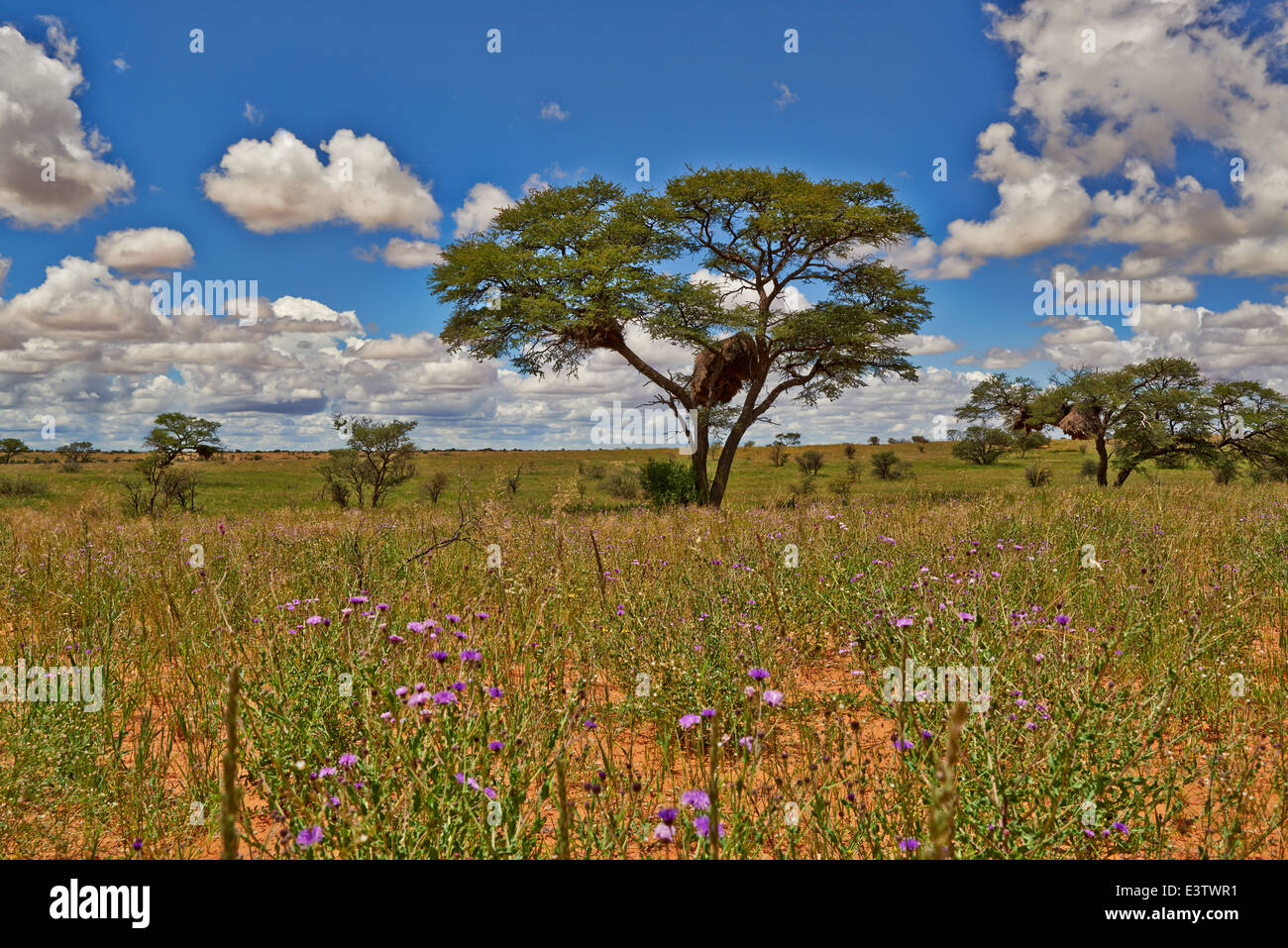 Paysage avec arbres d'acacia dans Kgalagadi Transfrontier Park, Kalahari, Afrique du Sud, Botswana, Africa Banque D'Images