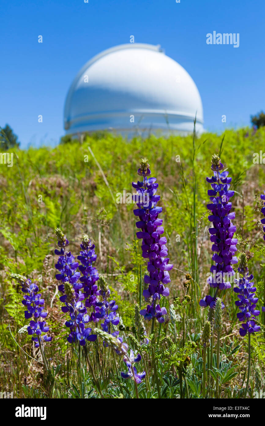 Lupins en face de la coupole de la 200 in télescope Hale à l'Observatoire du Mont Palomar, San Diego County, Californie, USA Banque D'Images