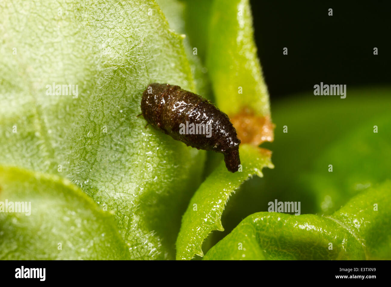 Larve du Leaf (Chrysomelidae sp) couverts dans les fèces comme camouflage et décourager les prédateurs. Banque D'Images