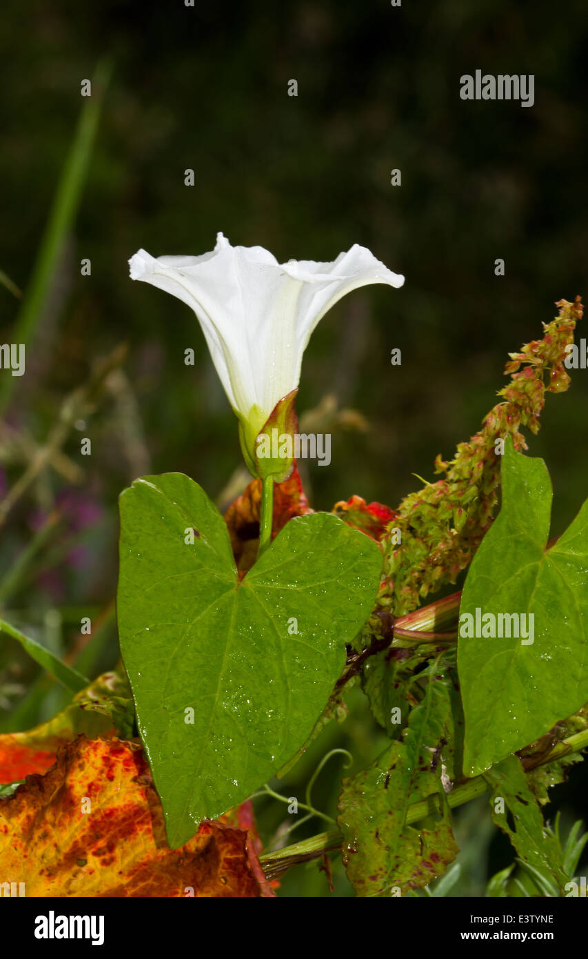 Fleur blanche et des feuilles de liseron des champs plus importants, une mauvaise herbe nuisible Banque D'Images