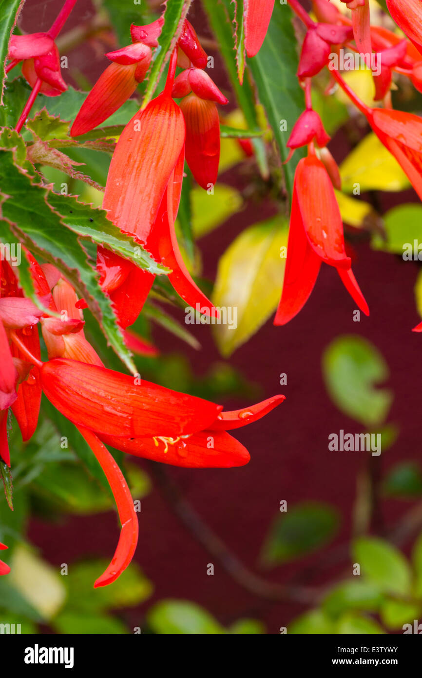 Fleurs de la moitié des tubercules Hardy, le Begonia boliviensis 'Bonfire' Banque D'Images