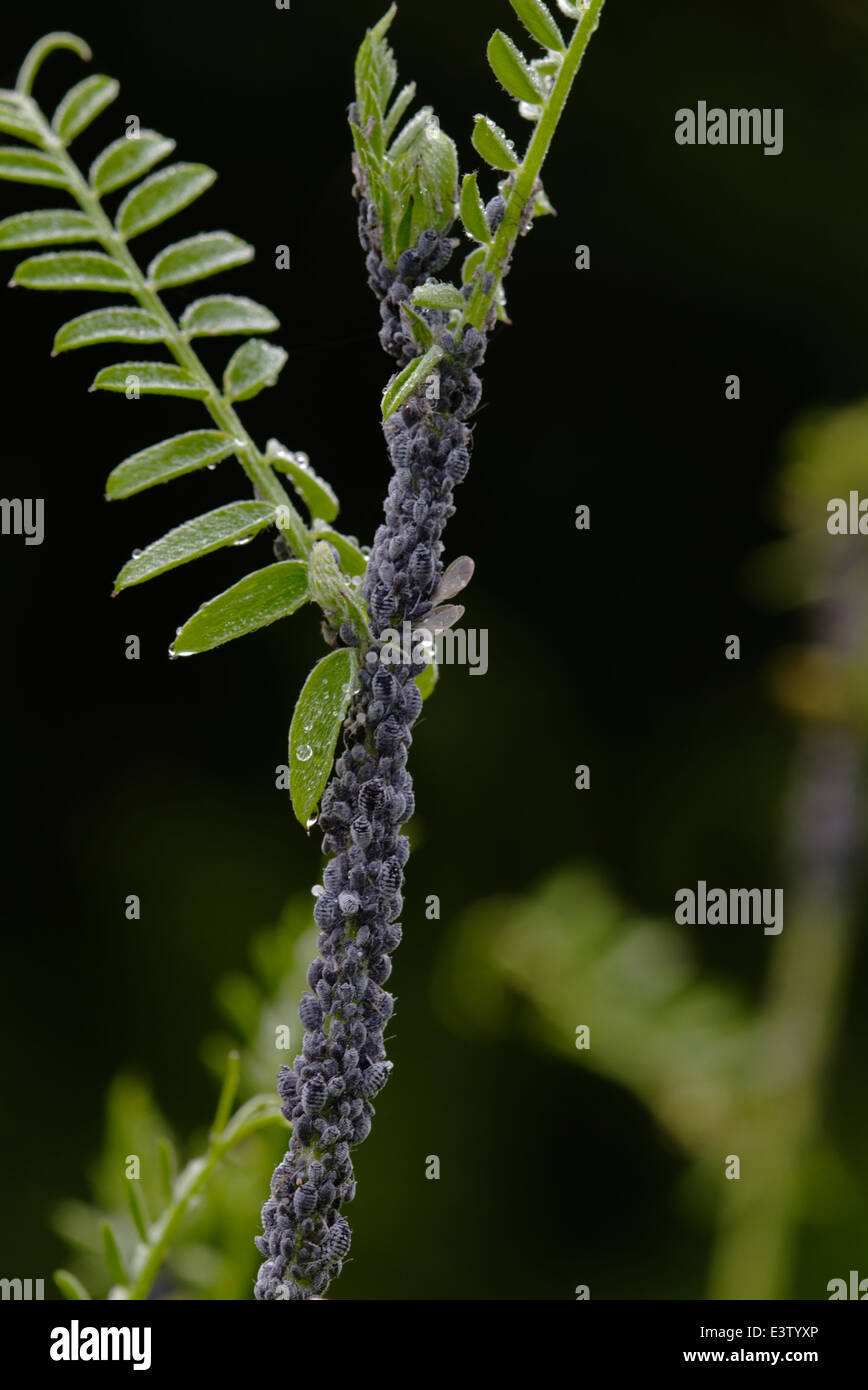 Les poux, probablement le puceron noir de la fève (Aphis fabae) sur Bush vesce (Vicia sepium) Banque D'Images