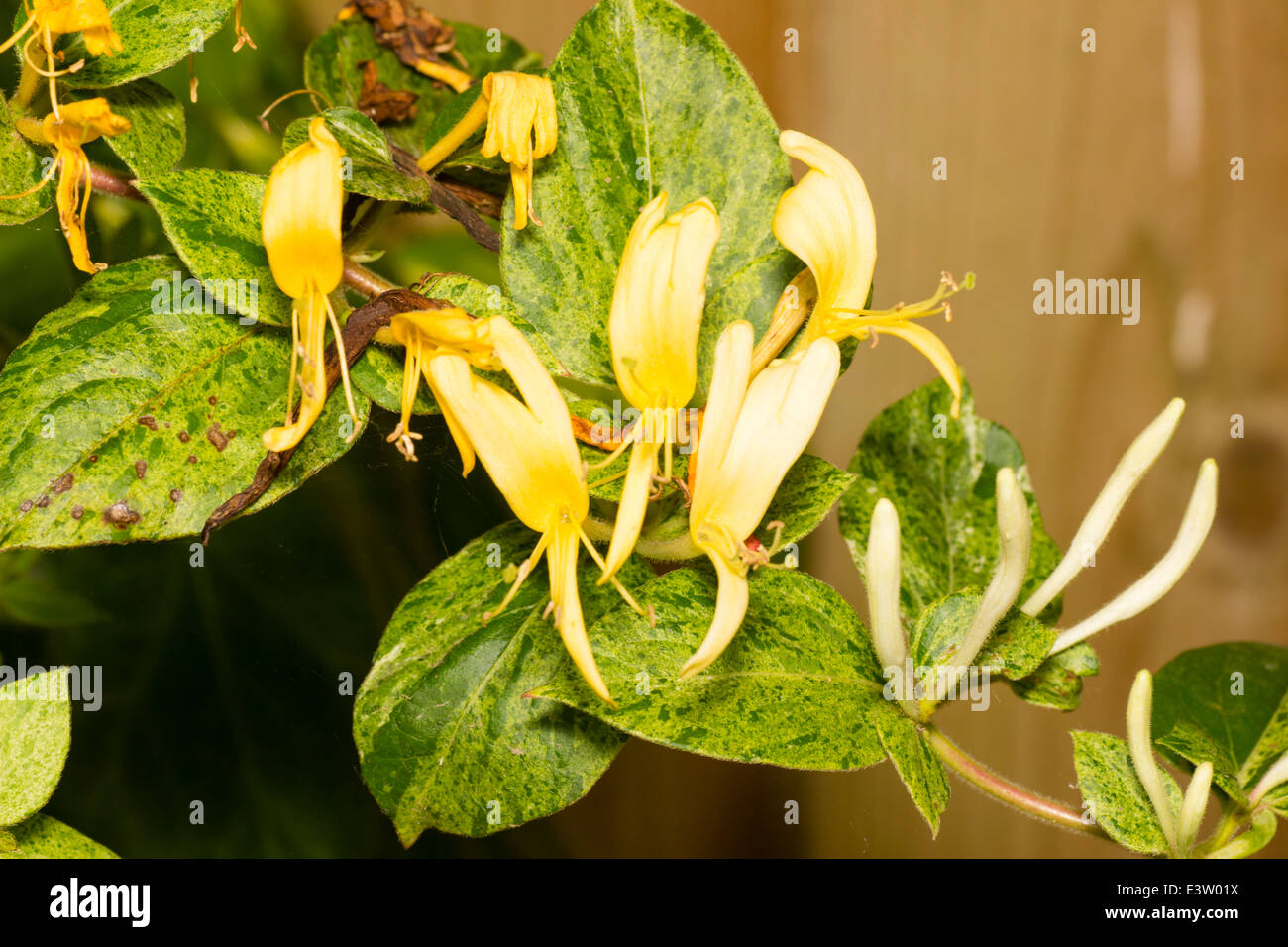 Feuillage persistant panaché et fleurs de l'alpiniste, Lonicera japonica 'Mint Crisp' Banque D'Images