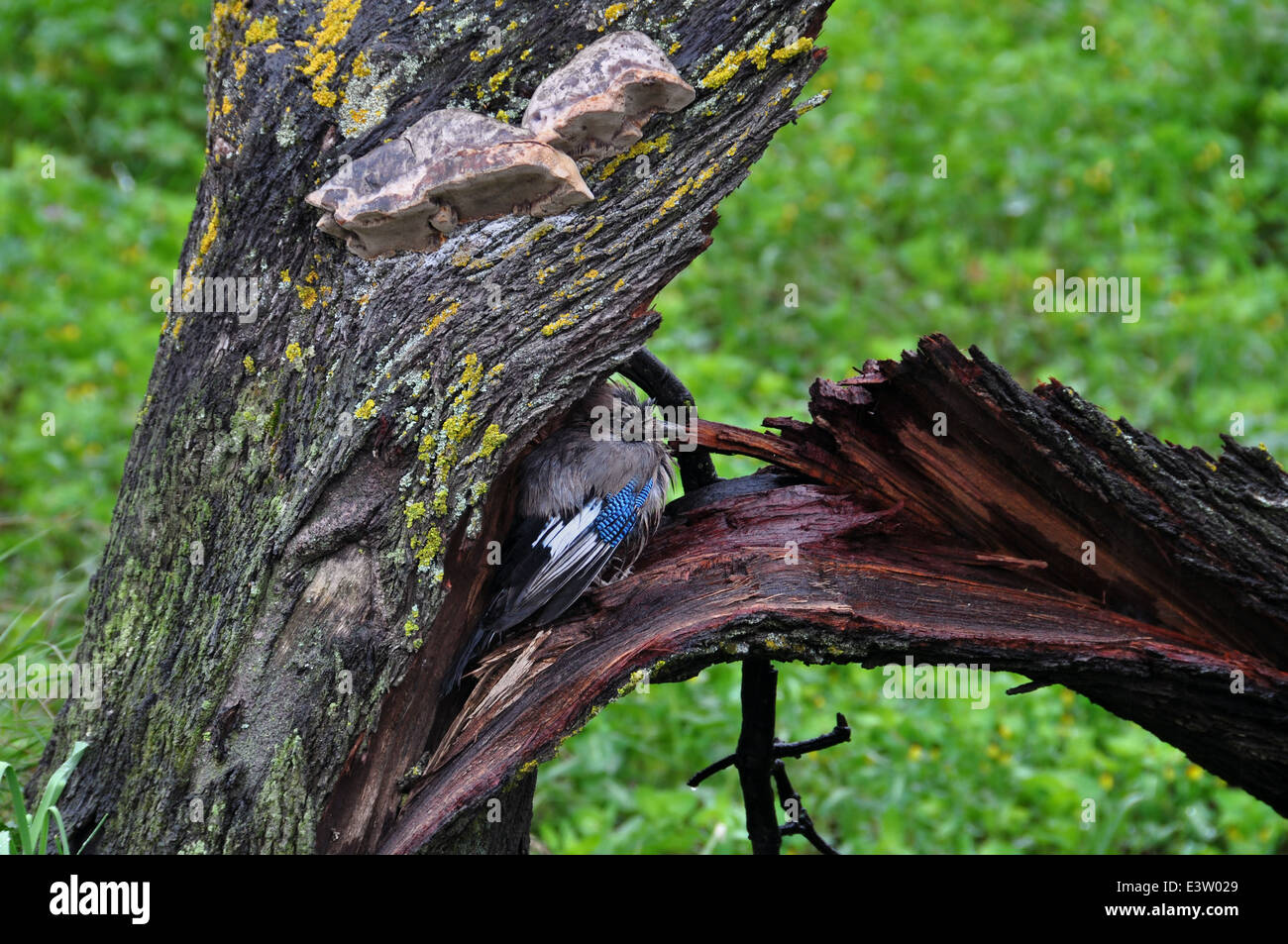 Eurasian jay passereau bénéficiant de tronc d'arbre brisé. Les tempêtes d'hiver pluvieuse journée. Banque D'Images
