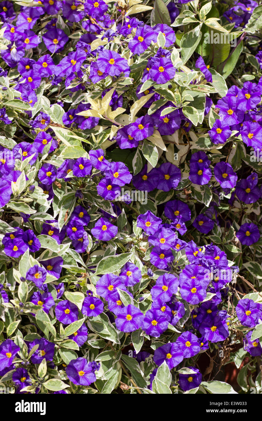 Affichage de la masse de fleurs de pommes de terre bleu le bush, Solanum rantonnetii 'Variegata' Banque D'Images