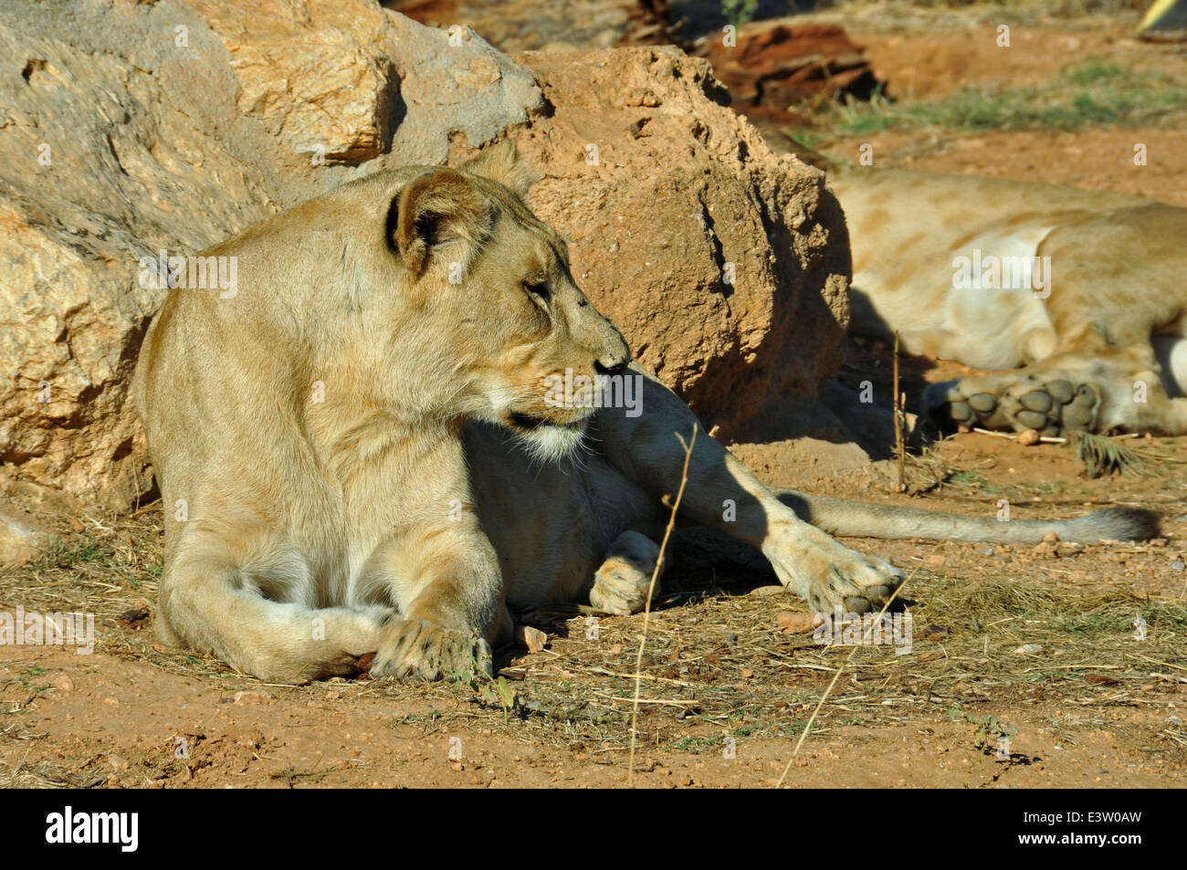 Lionne d'Afrique du sud-ouest à se reposer. Mammifère sauvage animal. Banque D'Images