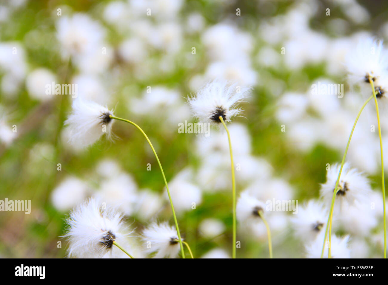 Belles fleurs blanches de linaigrettes, Eriophorum vaginatum Banque D'Images
