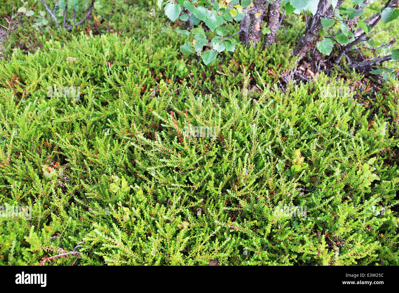 Mousse verte macro close up de l'Arctique Banque D'Images