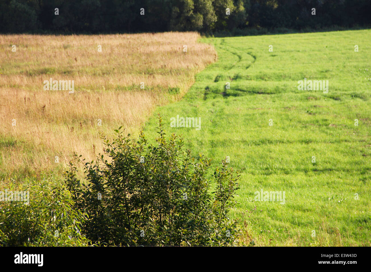 Champ vert et l'agriculture avec paysage de forêt Banque D'Images