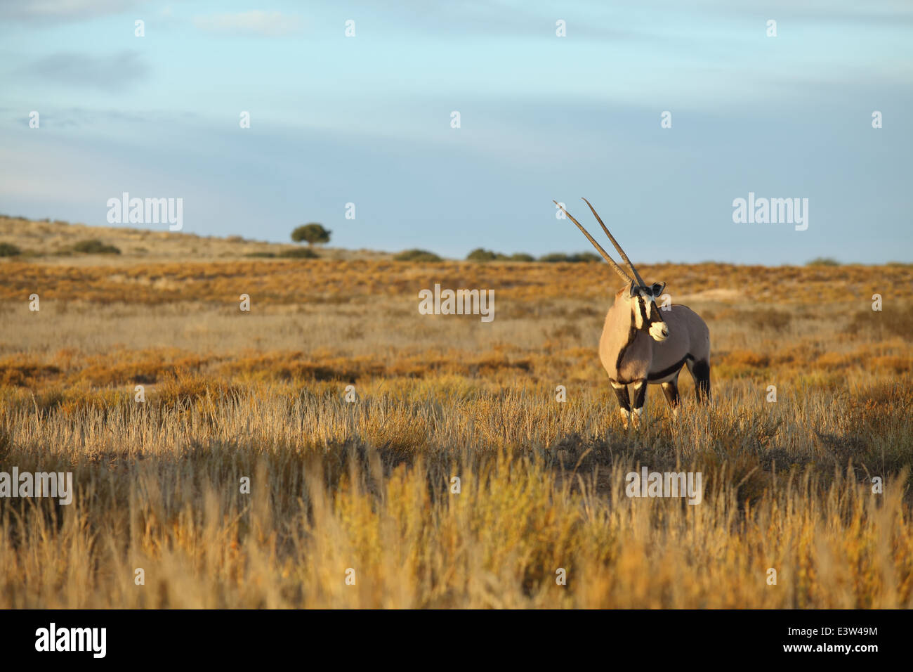 Un gemsbok (Oryx) dans les prairies du parc national transfrontalier de Kgalagadi en Afrique du Sud. Banque D'Images