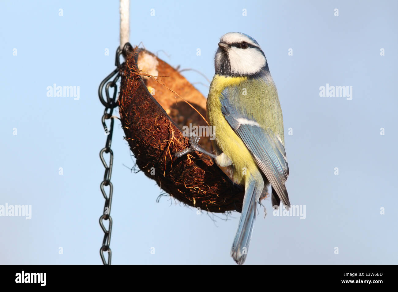 Petit jardin sauvage bird ( blue tit, Parus caeruleus ) sur le convoyeur d'alimentation Banque D'Images