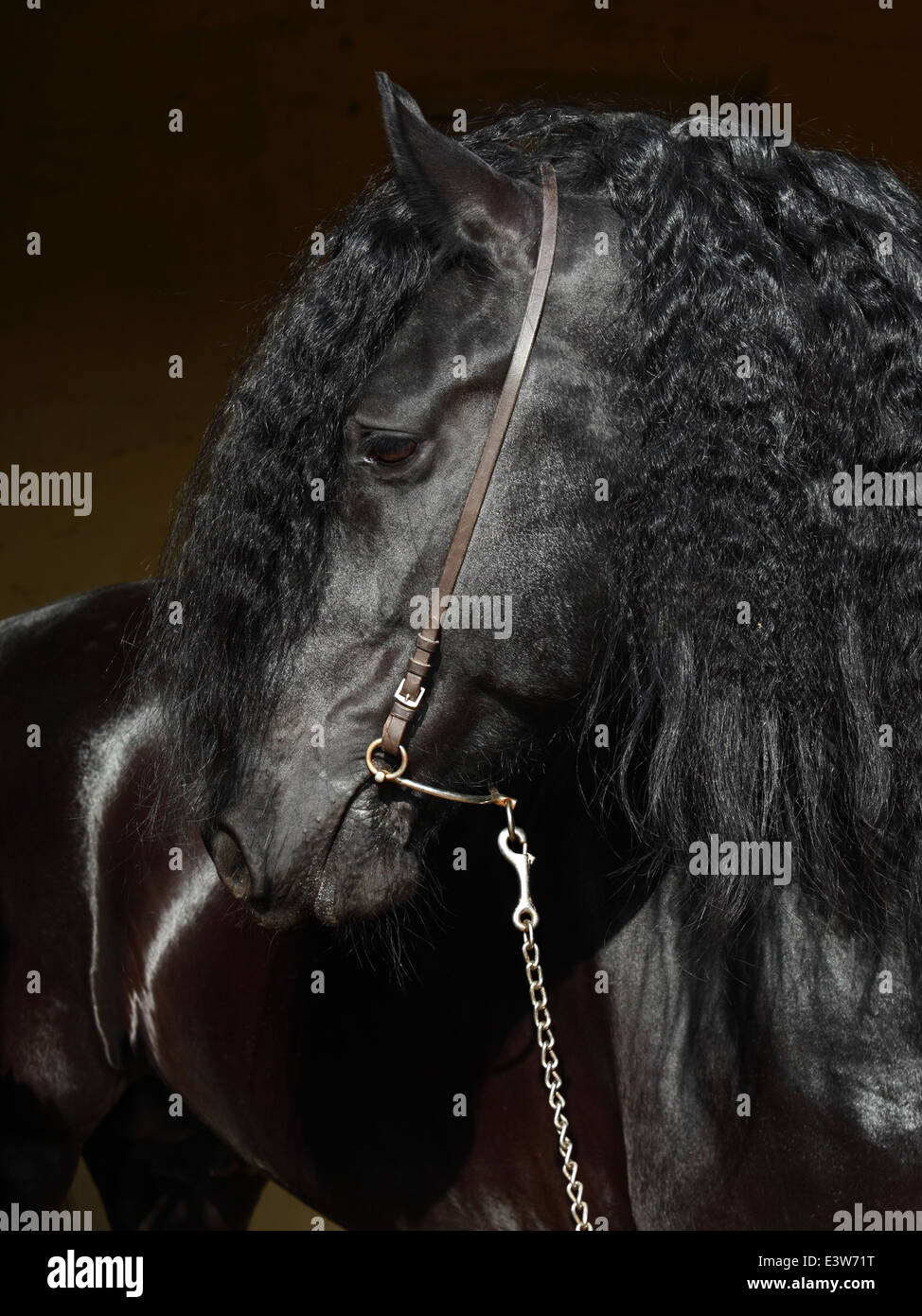 Cheval frison noir portrait low key Banque D'Images