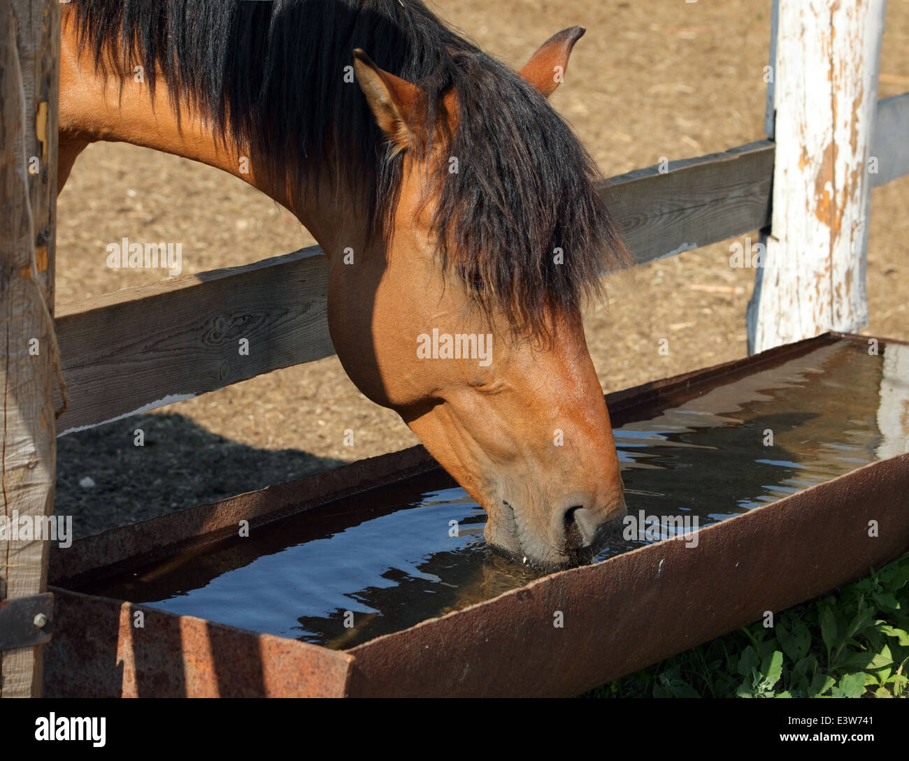 поение лошадей в конюшнях. лошадь пьет воду. еда для лошадей. кормление и поение лошадей. поит лошадь.