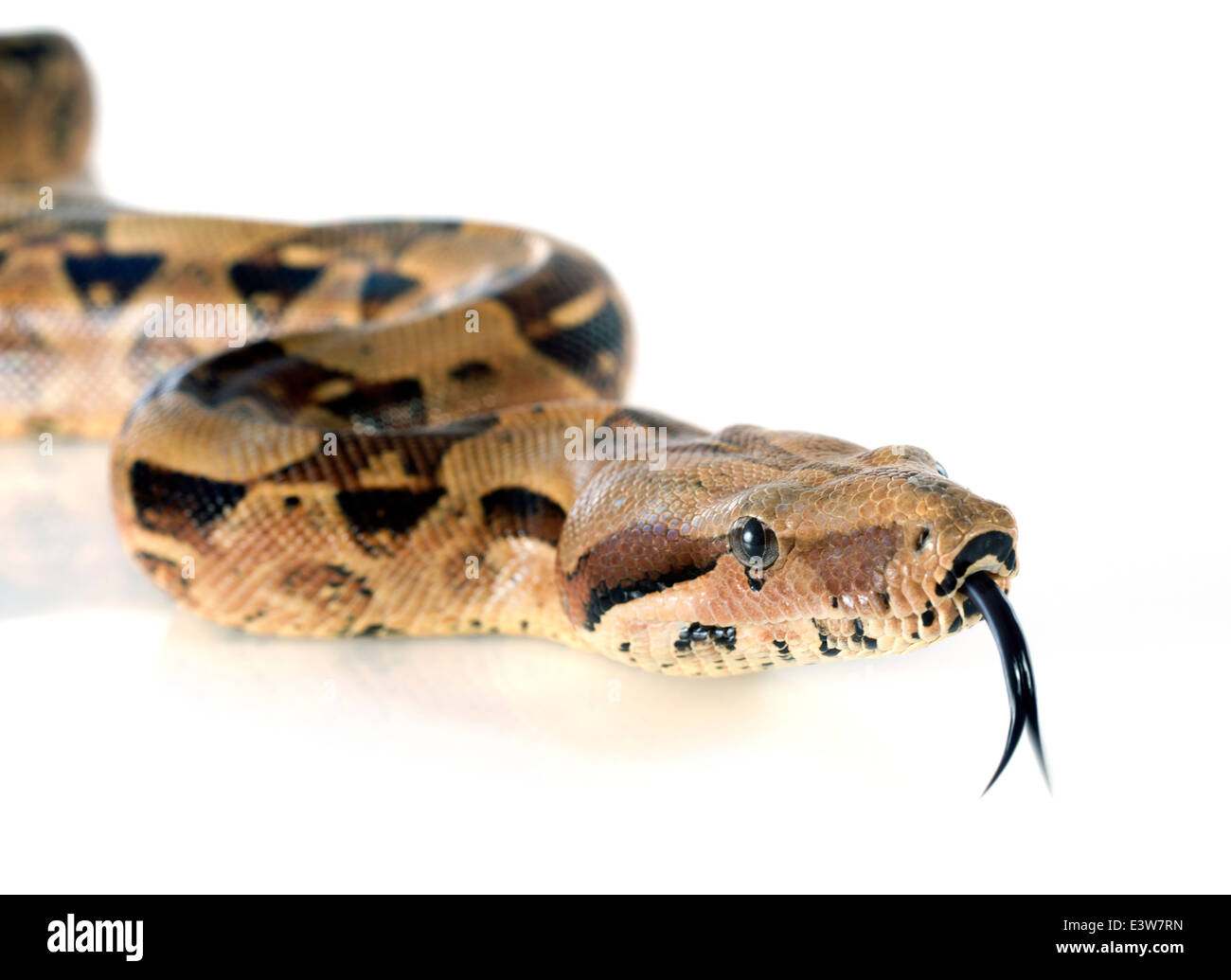 Boa constrictor, in front of white background Banque D'Images