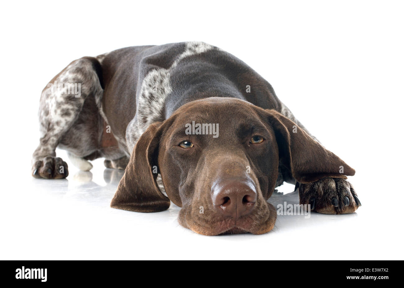 Braque Allemand in front of white background Banque D'Images