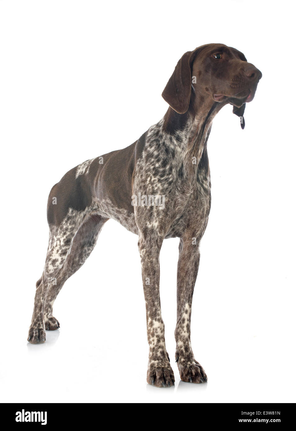 Braque Allemand in front of white background Banque D'Images