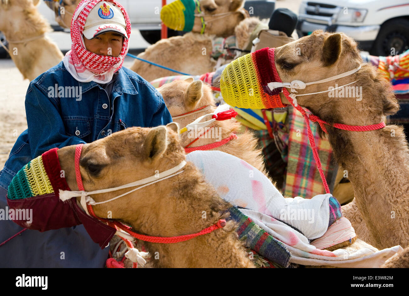 Qatar, Doha, les formateurs et les courses de chameaux Banque D'Images