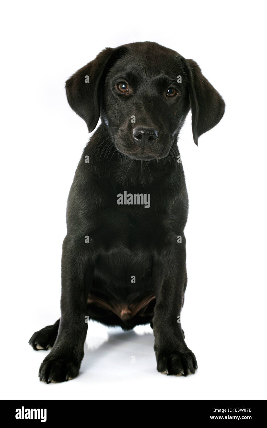 Pure race chiot labrador retriever in front of white background Banque D'Images Pure race chiot labrador retriever in front of white background Banque D'Images
