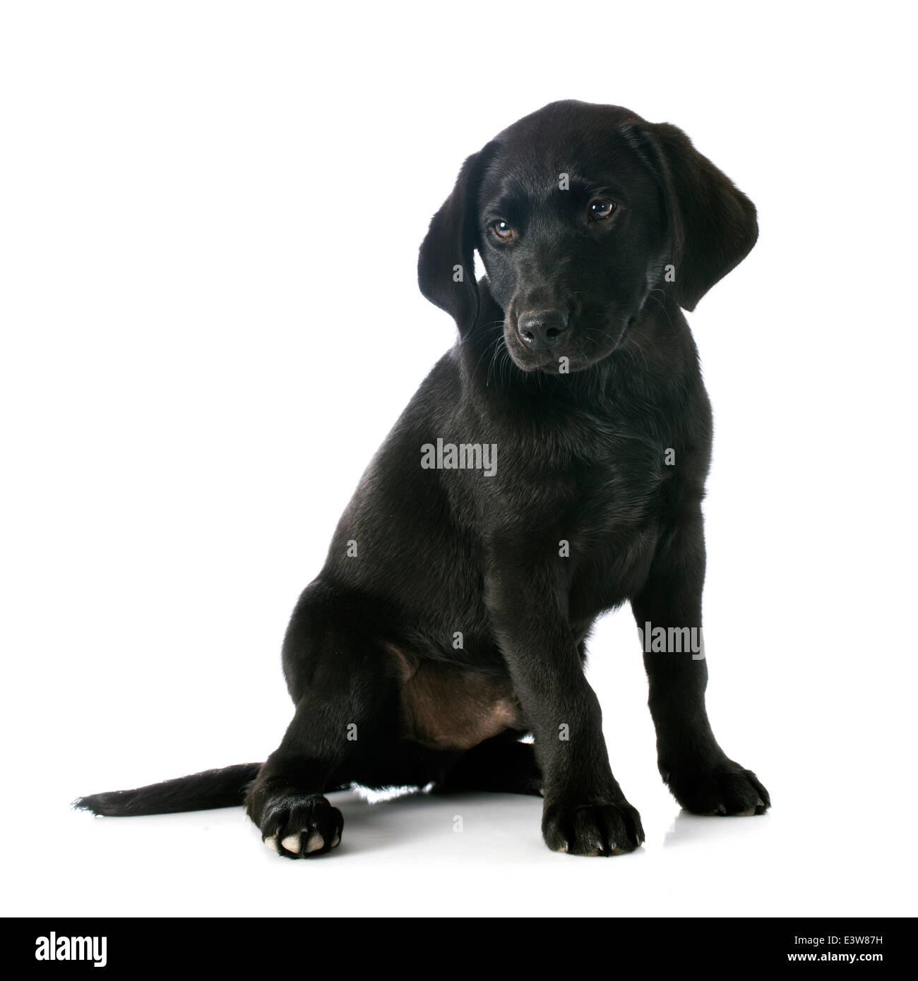 Pure race chiot labrador retriever in front of white background Banque D'Images
